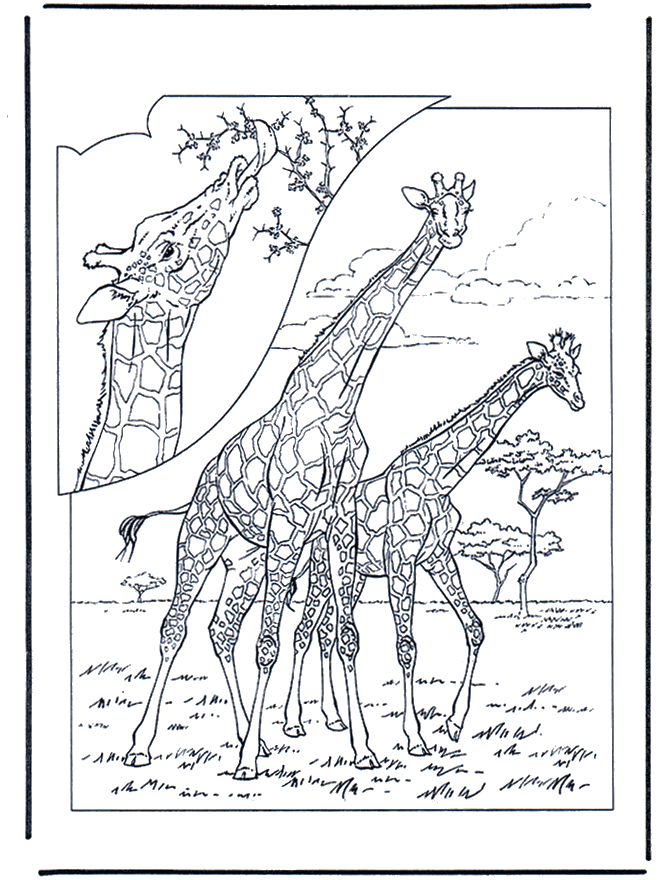 Giraffe 1