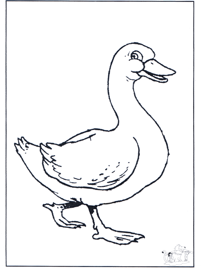 Baby goose - Dyre-malesider