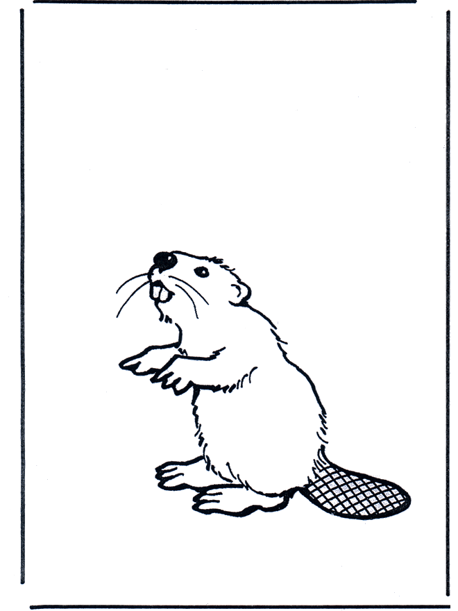 Beaver - Malesider med gnavere