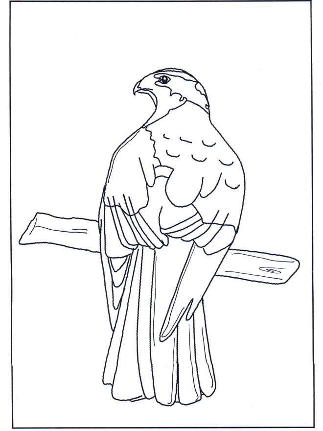 Bird of prey in tree - Fugle-malesider