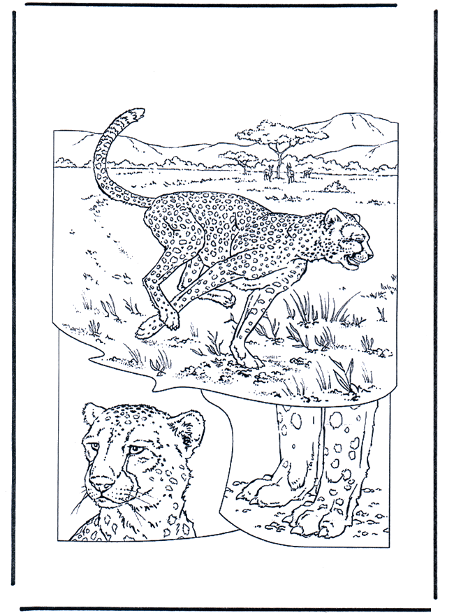 Cheetah 1 - Malesider med kattedyr