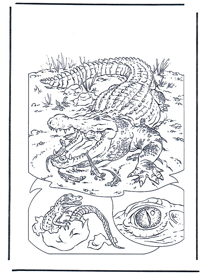  Crocodile 1 - Zoo-malesider