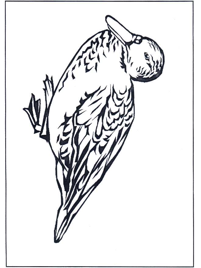 Duck 4 - Fugle-malesider