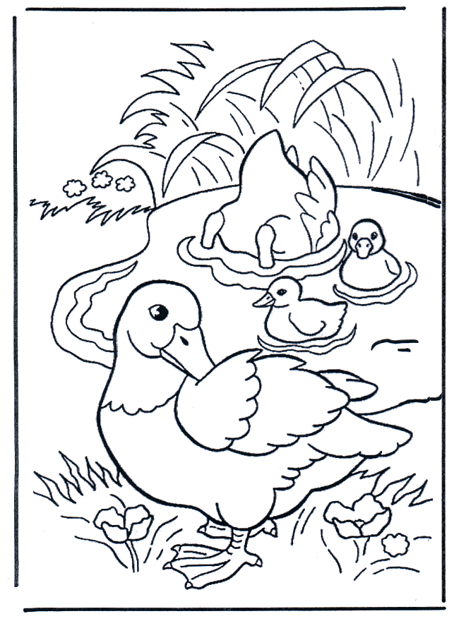 Ducks - Fugle-malesider