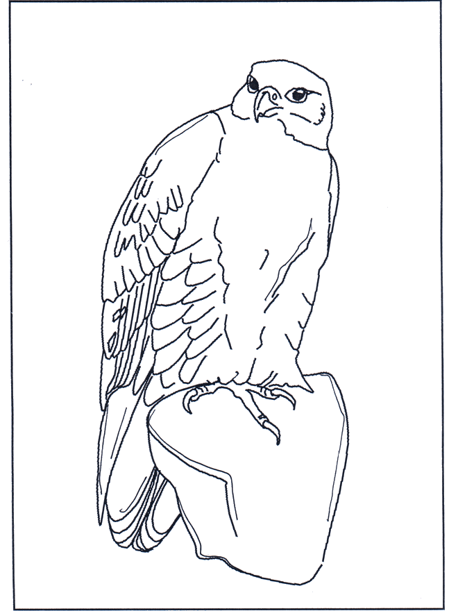 Falcon - Fugle-malesider
