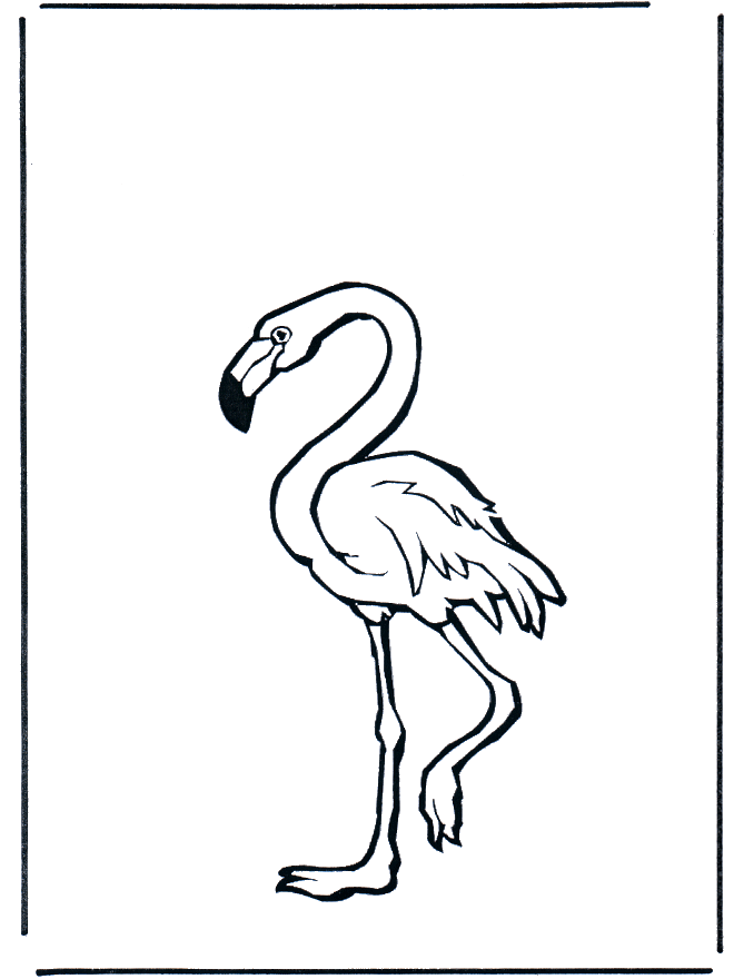 Flamingo - Fugle-malesider