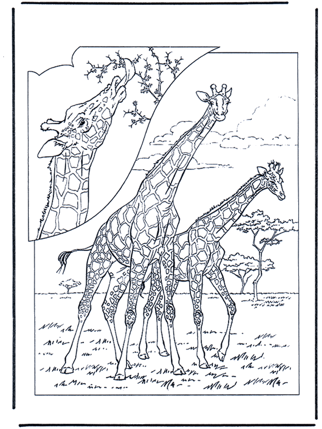 Giraffe 1 - Zoo-malesider