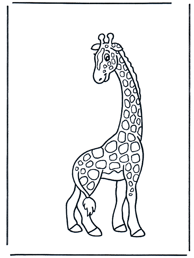 Giraffe 2 - Zoo-malesider