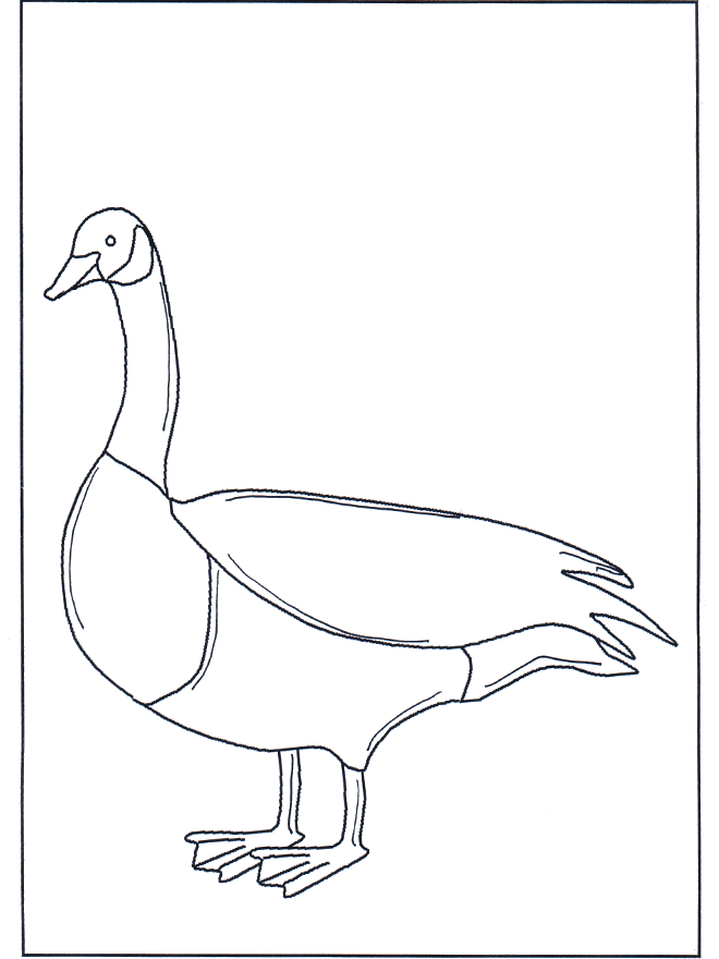 Goose - Fugle-malesider