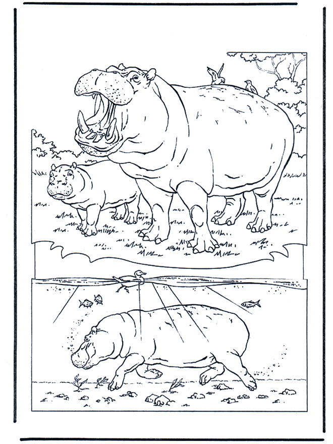 Hippo 1 - Zoo-malesider
