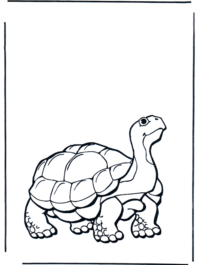Land turtle - Zoo-malesider