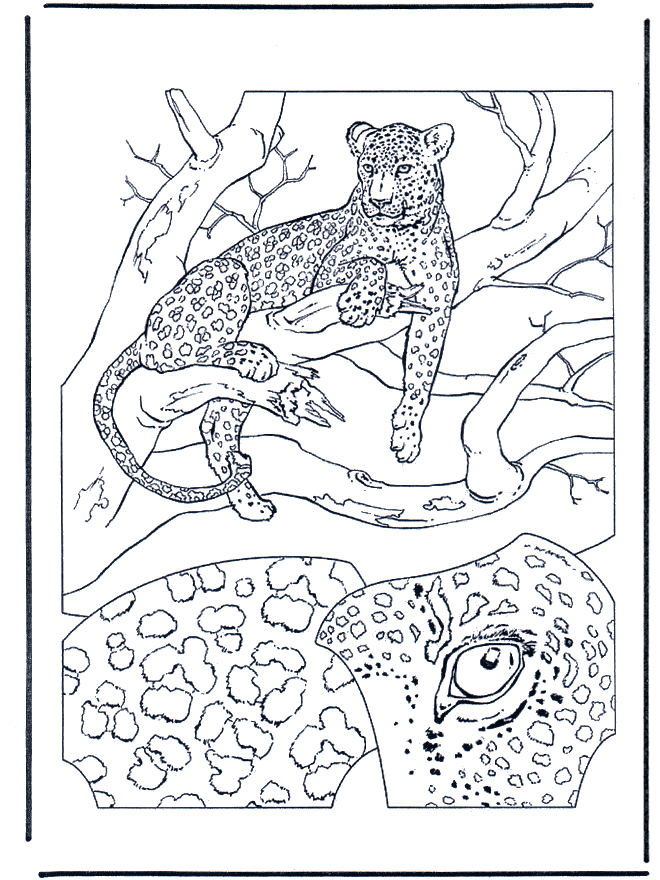 Leopard 1 - Malesider med kattedyr