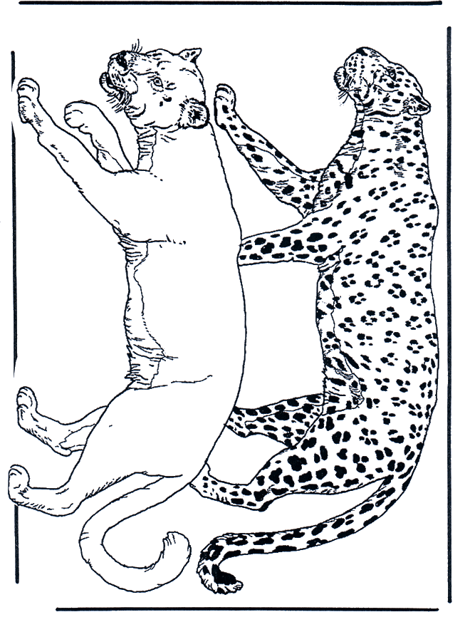 Lion and leopard - Malesider med kattedyr