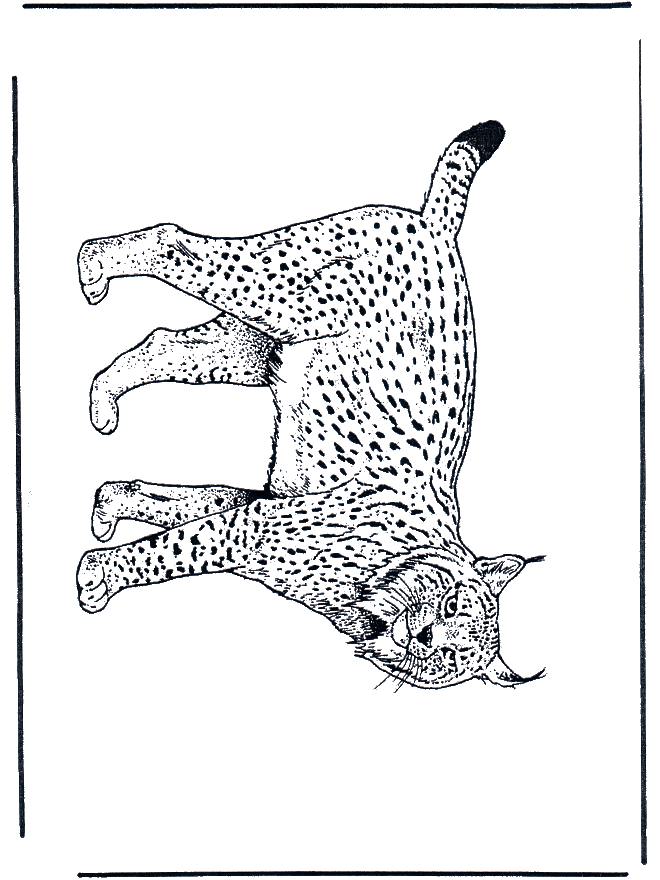 Lynx - Malesider med kattedyr