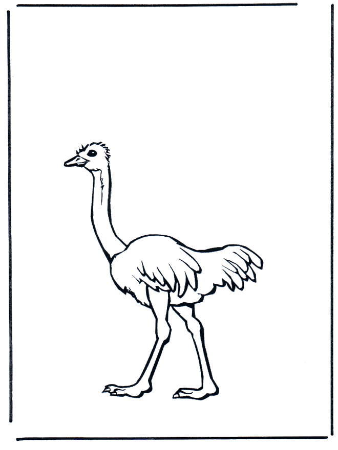 Ostrich 2 - Fugle-malesider