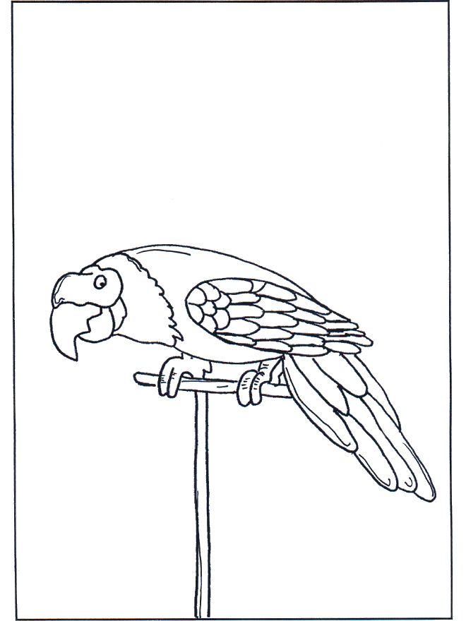 Parrot 3 - Fugle-malesider