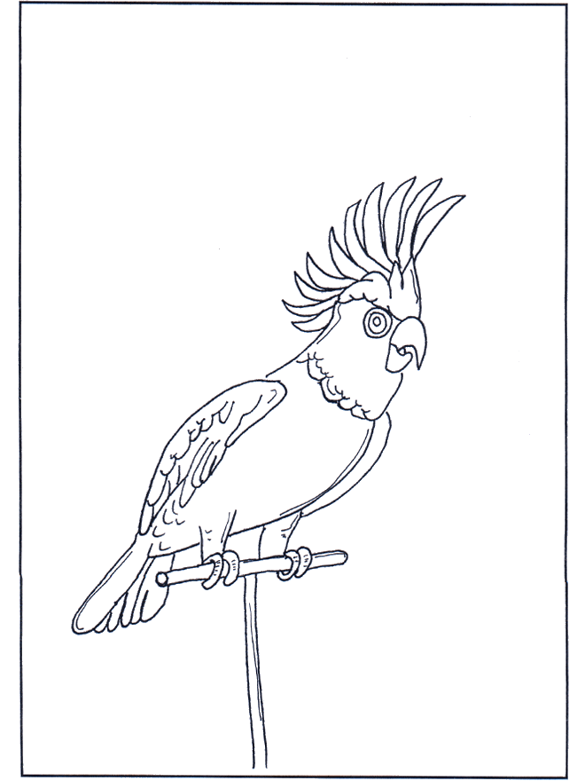 Parrot 4 - Fugle-malesider