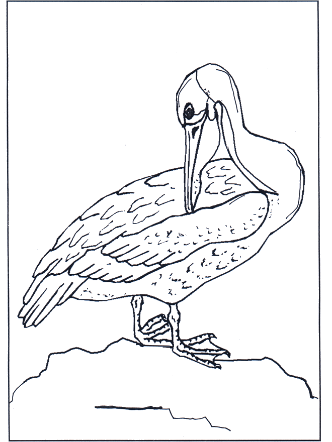 Pelican - Fugle-malesider