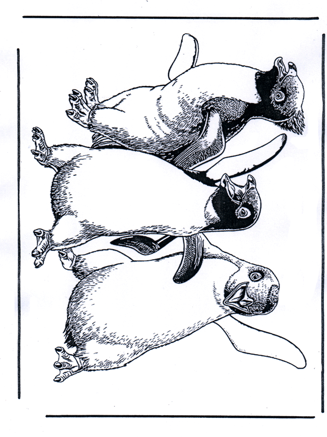 Penguin 1 - Zoo-malesider