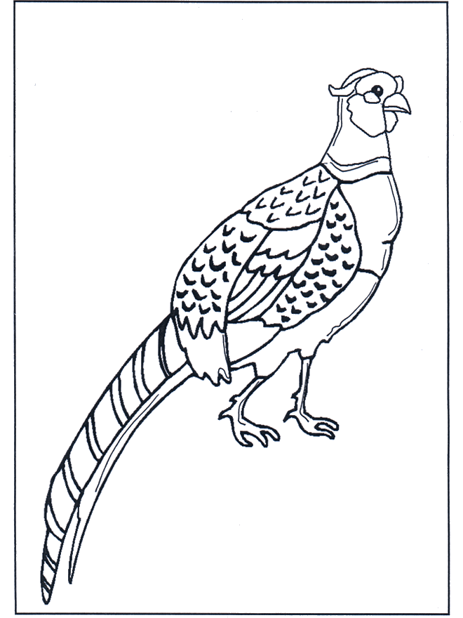 Pheasant - Fugle-malesider