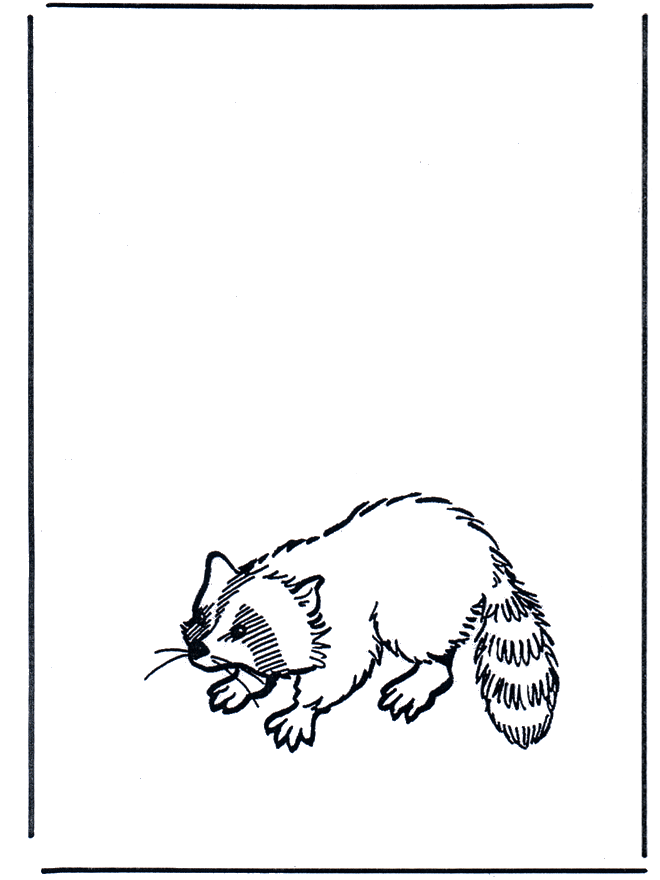 Raccoon - Zoo-malesider