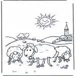 Dyre-malesider - Sheep in the sunshine