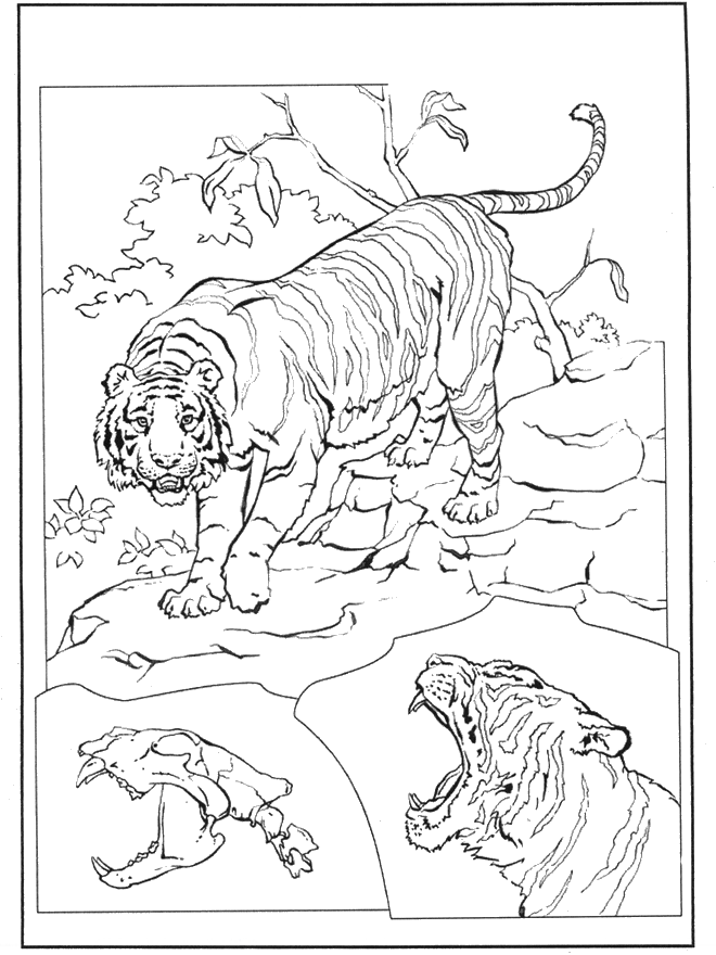 Tiger 3 - Malesider med kattedyr