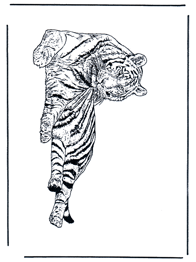 Tiger - Malesider med kattedyr