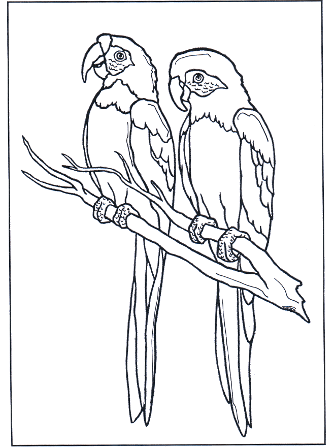 Two parrots - Fugle-malesider